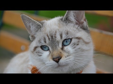 How to Sedate a Cat - Method 1 - Choosing a Medication