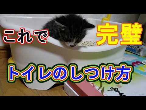 猫にトイレを教える
