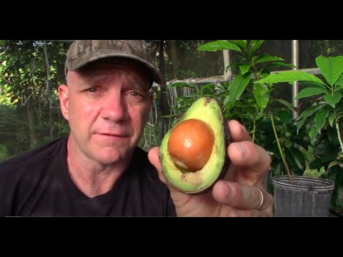 image-What type of avocado grows best in Florida?