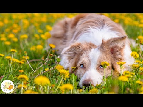 12 Hours of Relaxing Dog Sleep Music🐶Calming Music for Dogs🎵Anti-Separation Anxiety Relief Music