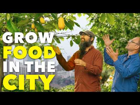Organic City Garden: Turn Any Space Into Huge Harvests