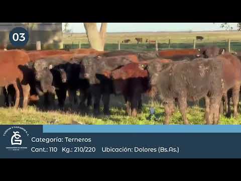 Lote Machos- Dolores Bs As