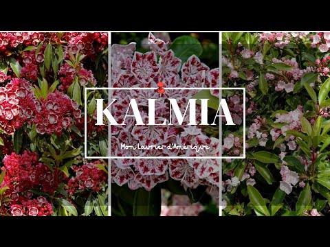Kalmia, le laurier d'Amérique