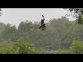 Eagle Stuck And Rescued From A Kite String