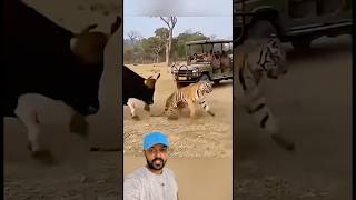 Bufalo foi firme no Tigre 😱