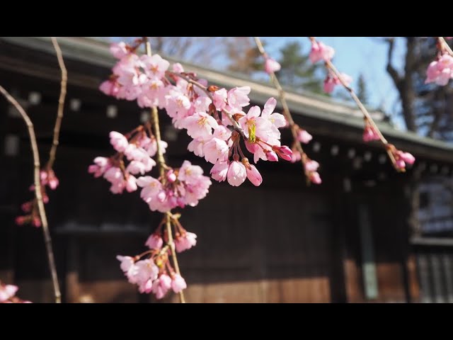 2024 [Kakunodate Cherry Blossoms] Blooming Status April 13th
