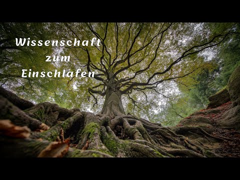 Die geheime Sprache der Bäume | Wie das Leben im Wald wirklich kommuniziert