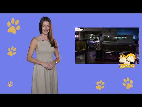 Moj savršeni ljubimac ep. 217 14.08.2023. Vodeni svet, Akvarijum i tropikarijum u Beogradu