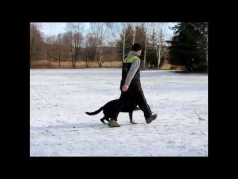 Ciron z Kralické tiskárny - 11 měsíců  1/2016