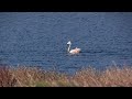 Flamant Du Chili Phoenicopterus Chilensis Chilean Flamingo