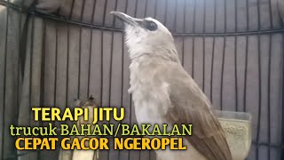 Download lagu Trucuk BETINA memanggil Jantan Suara Birahi Ngecuplik 100% pancingan trucukan gacor agar BUNYI EMOSI mp3
