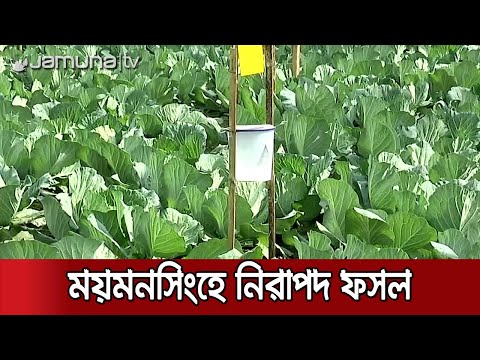 নিরাপদ সবজি উৎপাদনে মডেল ময়মনসিংহের ত্রিশাল