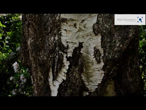 Die 60 Jahre alte Birke