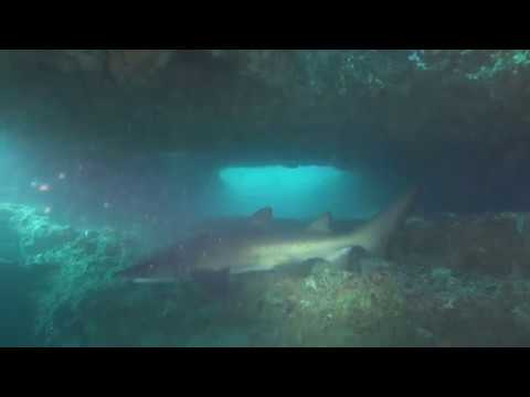 190511 Sharks and Surge