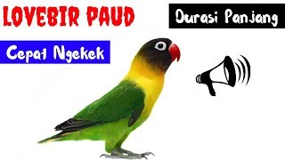 Download lagu Dijamin Lovbird Baby Langsung Narik Ngekek PanjangMasteran Lovebird Paud Agar Ngekek Panjang mp3 mp3