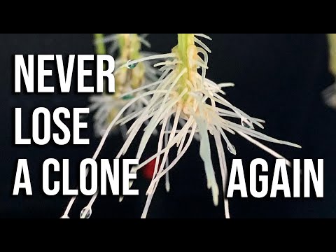 7 Tips For Cloning in Under 5 Minutes