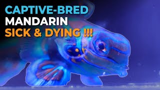 My BIGGEST Mistake in Reef Keeping | Blue Reef Tank