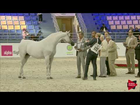 N 172 CAMILIA   Sharjah International 2019