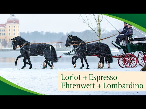 Im Vierspänner: LORIOT, ESPRESSO, EHRENWERT und LOMBARDINO