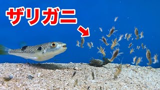 フグのてっちり