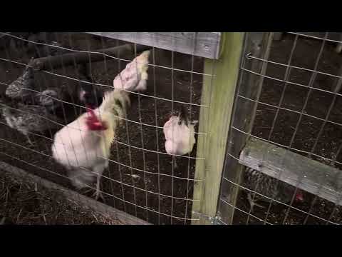 Early morning feeding the chickens.