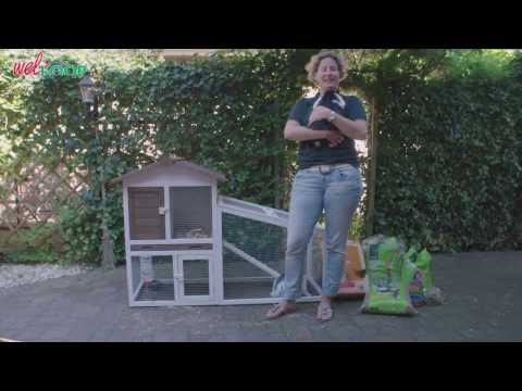 Hoe verzorg je een konijn
