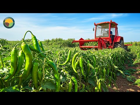 How Farmers Harvest Green Chili Peppers by Machine: Peeled Chili Processing | Farming Documentary