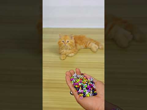 Funny Cat Barsik Beads ❤️💜Reverse video / Cat videos | Cat sound #cat #funny #youtubeshorts