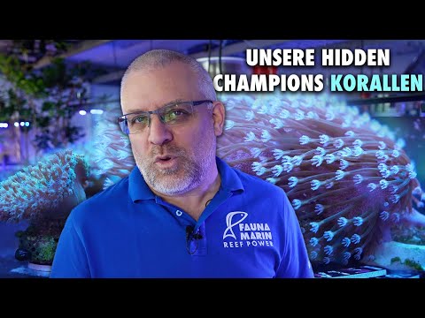Das sind unsere HIDDEN CHAMPIONS KORALLEN! - Fauna Marin