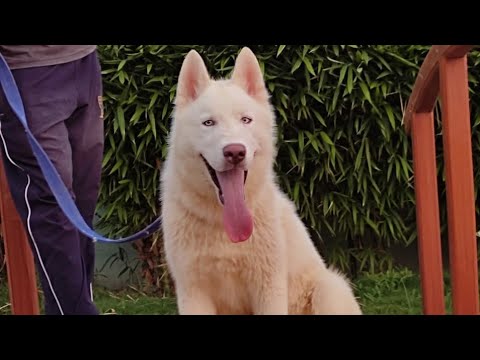 dr preet   dog Barider  ph9815634066