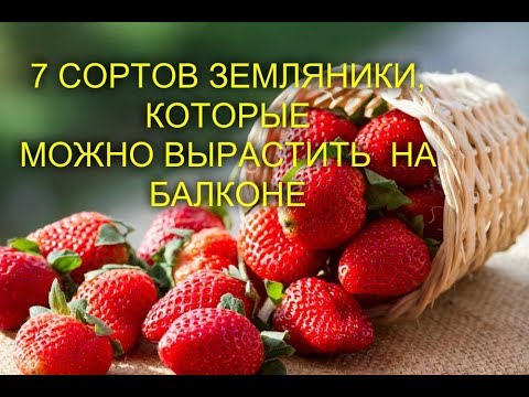 7 СОРТОВ ЗЕМЛЯНИКИ, КОТОРЫЕ МОЖНО ВЫРАСТИТЬ ДАЖЕ НА БАЛКОНЕ