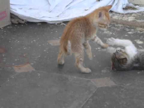 Cats in my Home Town