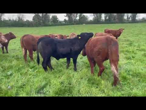 Organic Weanlings  for Roscommon mart - Image 2