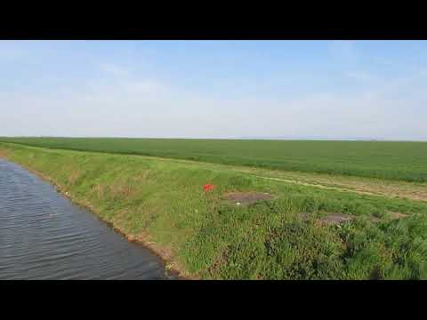 Diminetile Satului pe campurile Combinatului Agroindustrial Curtici