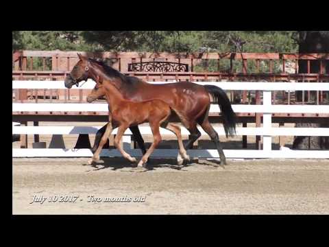 Verona HSR (Vitalis / Fidertanz) - 2017 Oldenburg GOV Filly