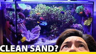 135g Reef Update | FAQs: Clean Sand Secrets, Water Changes, Auto Testers & more