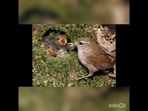 La leggenda del pettirosso