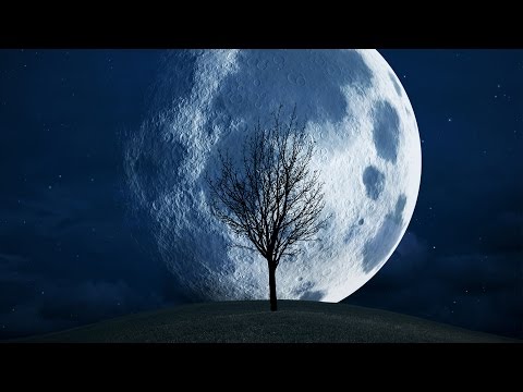 A Tree Is to the Universe As a String Is To An Atom