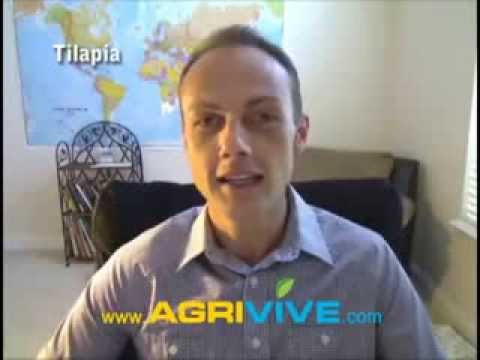 download lagu mp3 mp4 Where To Buy Live Tilapia Fish Near Me, download lagu Where To Buy Live Tilapia Fish Near Me gratis, unduh video klip Where To Buy Live Tilapia Fish Near Me