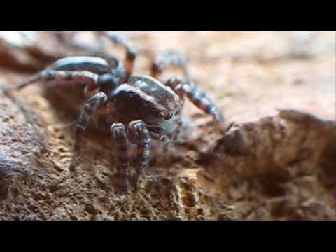 download lagu mp3 mp4 Striped Jumping Spider, download lagu Striped Jumping Spider gratis, unduh video klip Striped Jumping Spider
