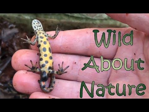 download lagu mp3 mp4 Newts Play, download lagu Newts Play gratis, unduh video klip Newts Play
