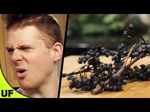Cat Poop Berry | Viburnum Brandywine | Unusual Foods