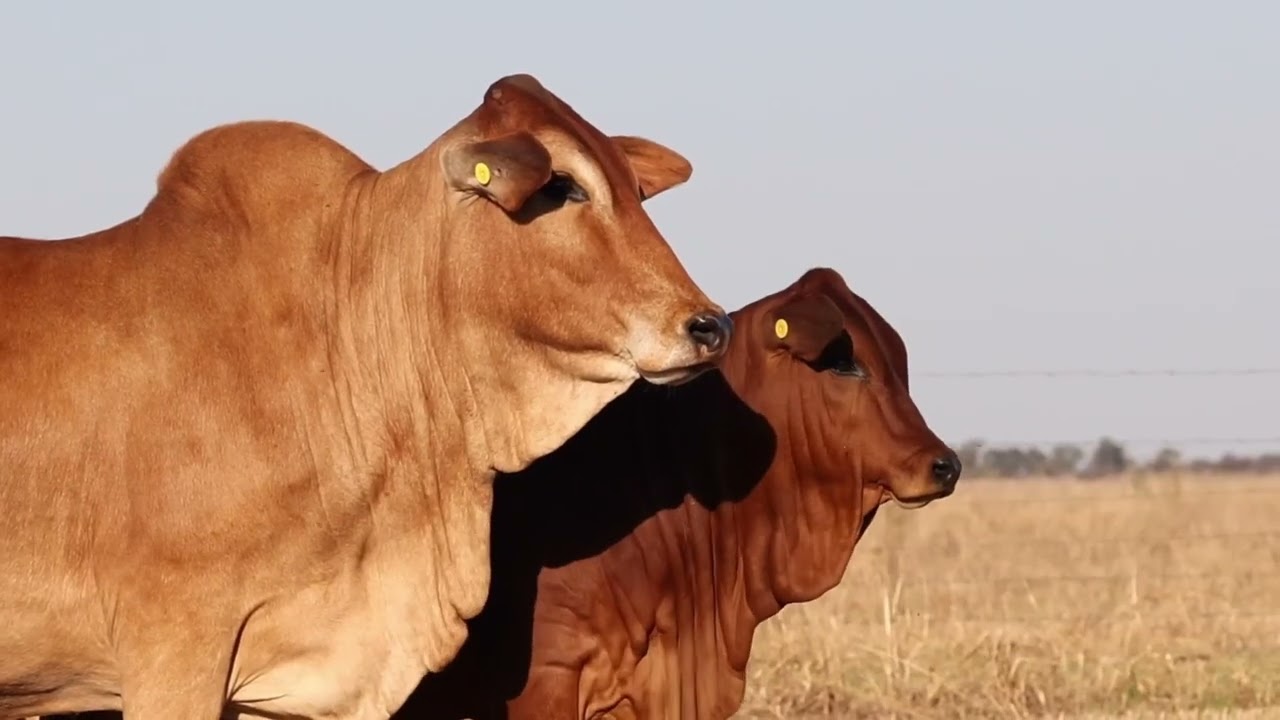 Lot 14 | HOT19-210 & HOT25-445 | Heidi | Bespreking