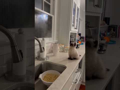 Monsieur Muffin reçoit des signaux de fumée des pâtes.