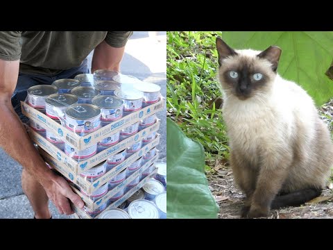 Feeding Feral Cats 4000lbs of Food!