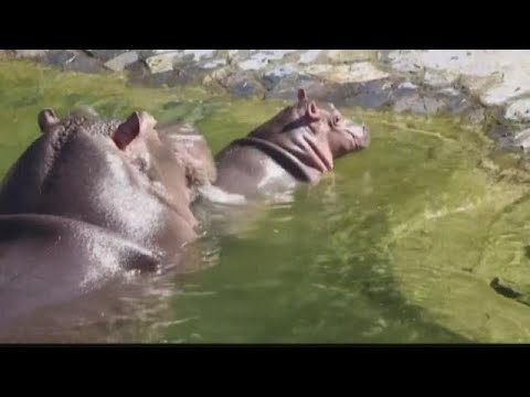 Baby hippo takes his first swim at a Belgian pool