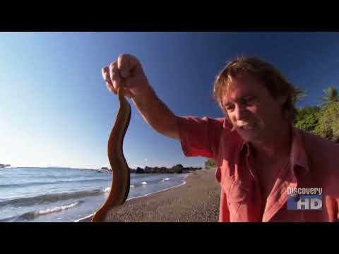 Austin Stevens - Snakemaster - In Search of The Ultimate Pit Viper - Part 1