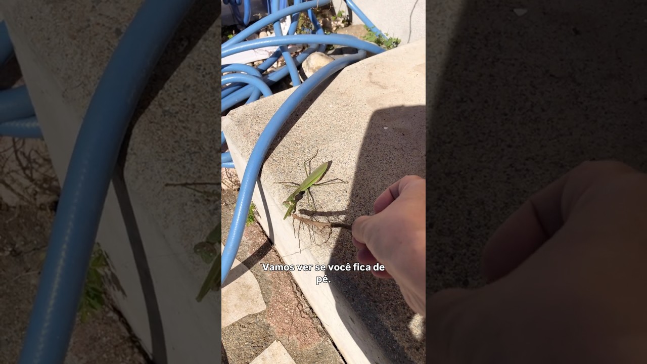 Rotina com um bichinho no quintal , será que ele estava bem ? 🤔