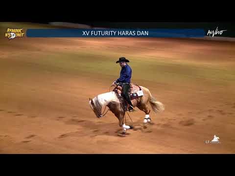 Bambam's Little Gun (Gunner Dun It Again x Wimpys Little Bambam)