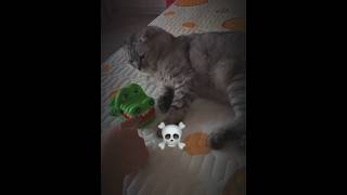 Download lagu Cat Reflexes Are Insane 💀🔥 #cat #trolledit #edit #catshorts #usacats #usa mp3